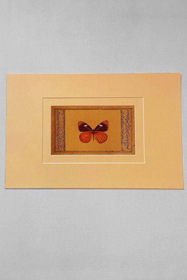Adonis Antique Butterfly