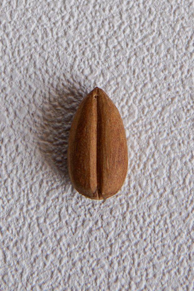 Bijou Sandalwood Krishna